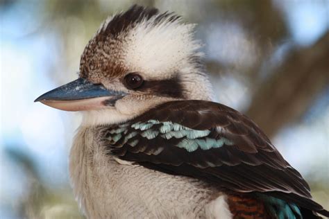 Free Fat Kookaburra! 2 Stock Photo - FreeImages.com