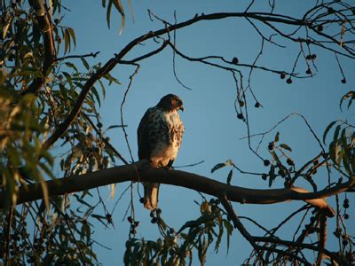 GCSE poetry hawk roosting - a poem by ted hughes