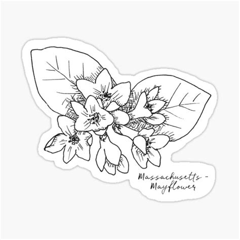 "Mayflower Massachusetts State Flower Illustration" Sticker for Sale by JourneyHomeMade | Redbubble