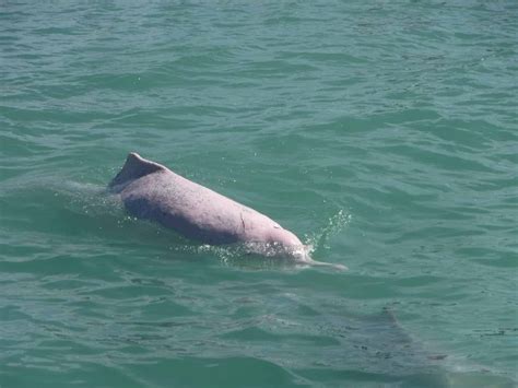 Pink Dolphin Conservation Tour (Full Day) - Khanom, Thailand