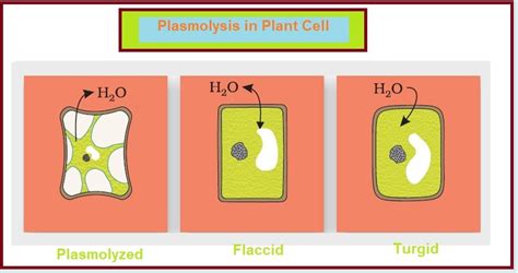 Transport in Plants - PCSSTUDIES Botany