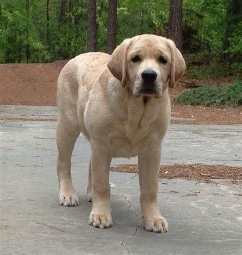 Labrador Retriever | Labrador retriever puppies, Labrador retriever ...