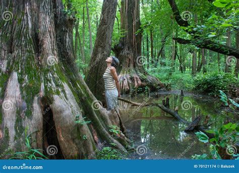 Big Cypress, Cache River State Natural Area, Illinois, USA Stock Photo - Image of reflection ...