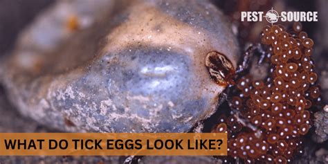 What Do Tick Eggs Look Like? - Pest Source