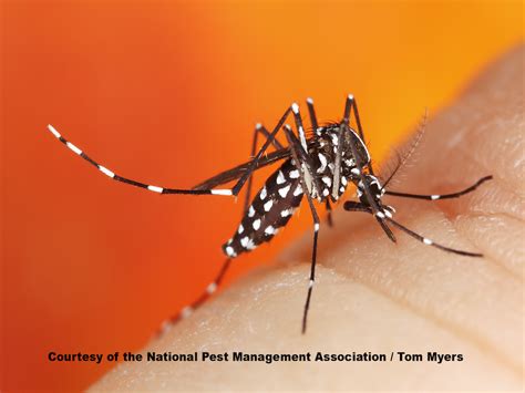 Asian Tiger Mosquitoes Facts & Info: Tiger Mosquito Bites