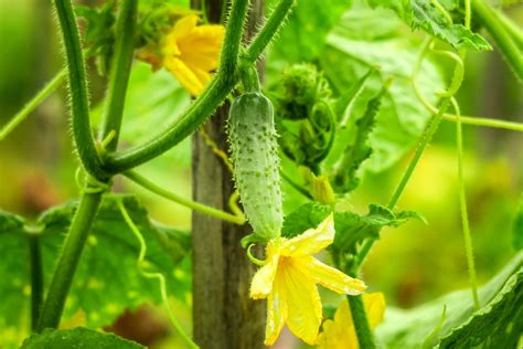 Cucumber Plant Stages: What to Know