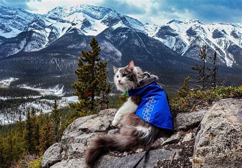 Meet Gary, the Hiking Cat Who Goes on Pawsome Mountain Adventures