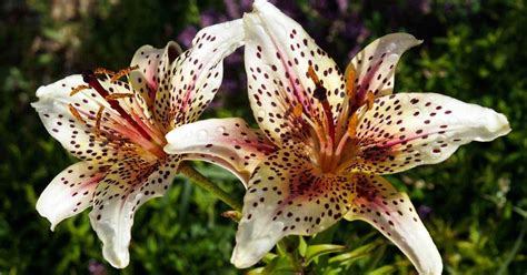 4 Factors Which Must Influence Your Choice Of Lily Plants