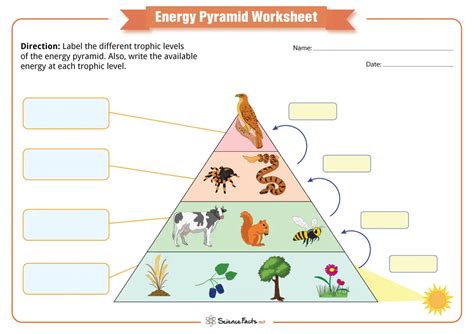 Energy Pyramid Worksheets - Free Printables - Worksheets Library