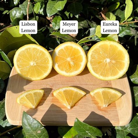 Lisbon Lemon Tree - Standard - Alder & Oak Plants - Online Plant ...