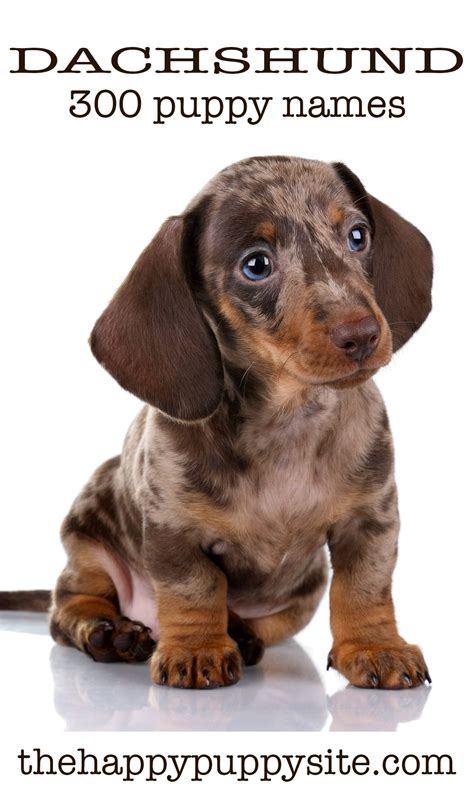 Dachshund Names - 300 Ideas For Naming Your Wiener Dog (With images ...