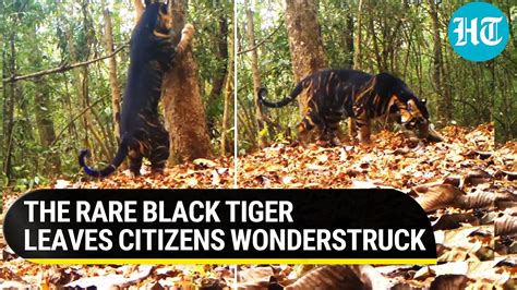 Rare Black Tiger seen marking its territory in Odisha National Park ...