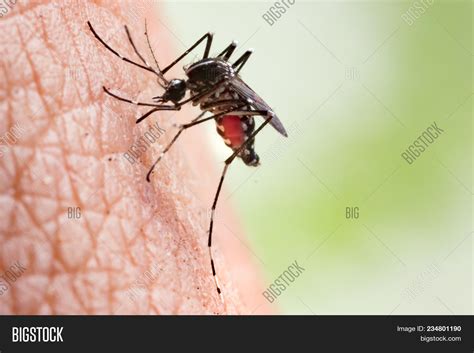 Aedes Aegypti Mosquito Image & Photo (Free Trial) | Bigstock