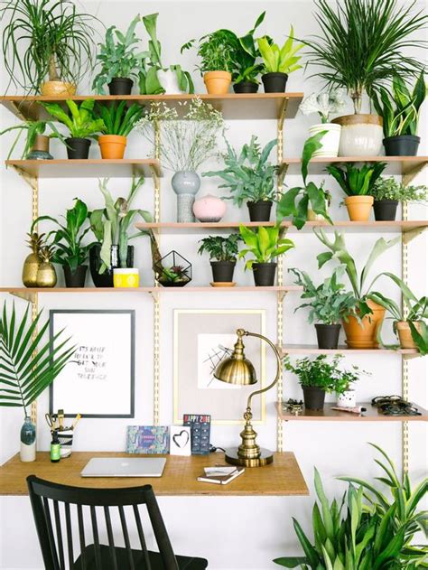 Grow These Plants to Enhance Productivity in Study Room | Blog ...