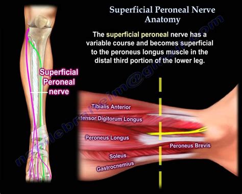 Superficial Peroneal Nerve Anatomy - Everything You Need To Know - Dr. Nabil Ebraheim | Nerve ...