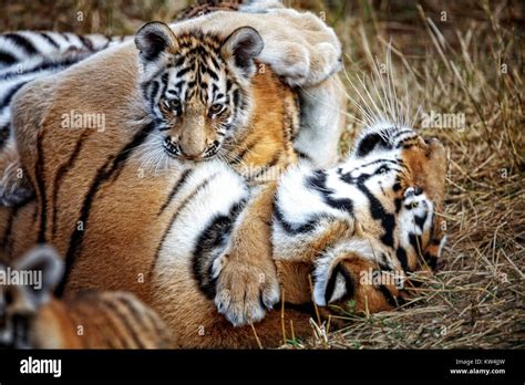 tigress with cub. tiger mother and her cub Stock Photo - Alamy