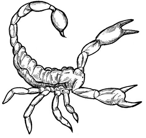 Free Printable Scorpion Coloring Pages For Kids | Coloring pages for kids, Easy coloring pages ...