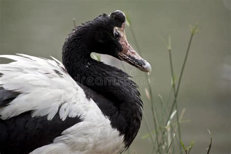 Magpie goose stock image. Image of side, eyes, beak - 102106565