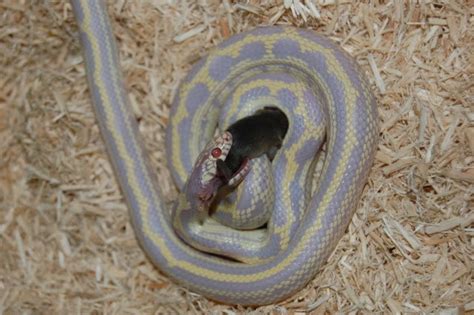 Baby King Snake Feeding - pics