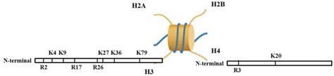 Histone lysine methylation and congenital heart disease: From bench to bedside (Review)