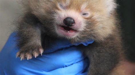 Cuteness overload: New baby red panda born at Buttonwood Park Zoo