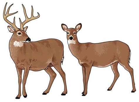 Whitetail Deer Cliparts - Free Download