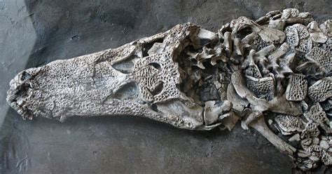 Fossil Eocene alligator 48 million years old | Fossil, Alligator, Fossils