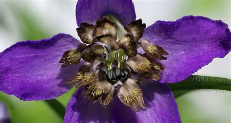 Delphinium by davidwozhere - Pentax User