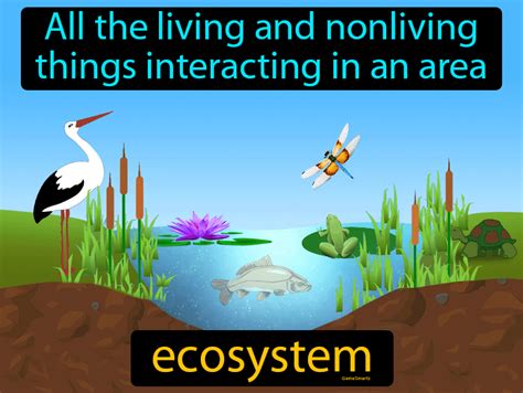 Ecosystem Definition & Image | Flippy Flashcards