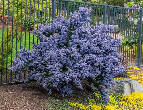 Ceanothus Victoria - California Lilac – Scenic Hill Farm Nursery