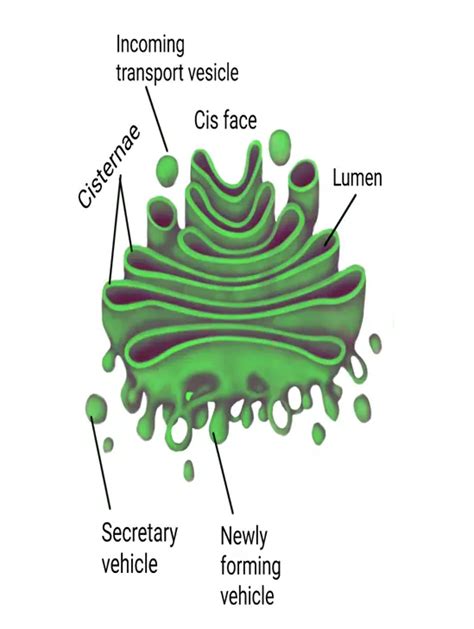 Golgi apparatus : Class 9 Science Lesson - The fundamental unit of life