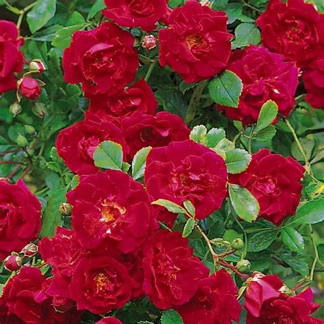 Crimson Shower | Container roses, David austin roses, Rooting roses