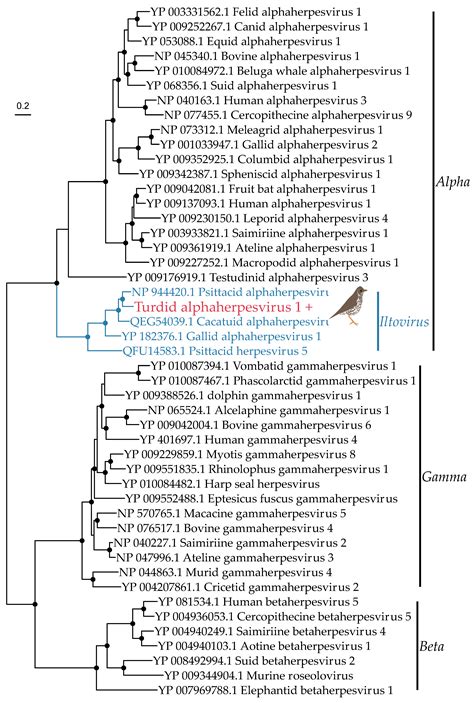 Viruses | Free Full-Text | Metatranscriptomic Comparison of Viromes in Endemic and Introduced ...