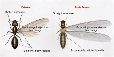 Swarmer Ants - Identify Winged Termites vs. Flying Ants