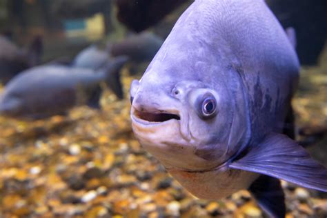 Fresh water fish the pacu is smiling