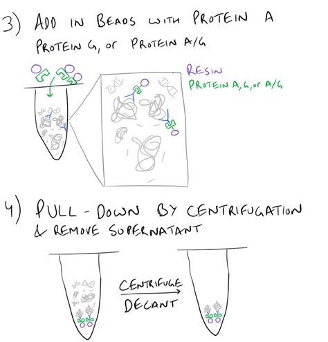 Immunoprecipitation (IP) Scientific Method Guide - SciGine