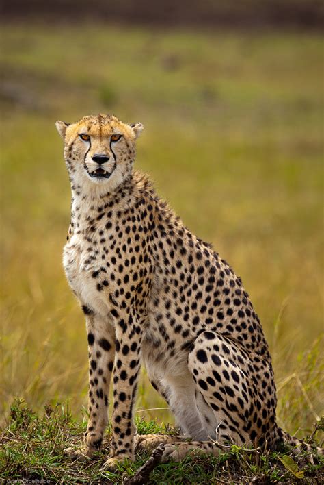 Cheetah : Masai Mara, Kenya, Africa : Grant Ordelheide Photography