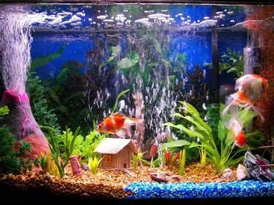 Fish Tank Decoration Ideas For Kids - Paperblog