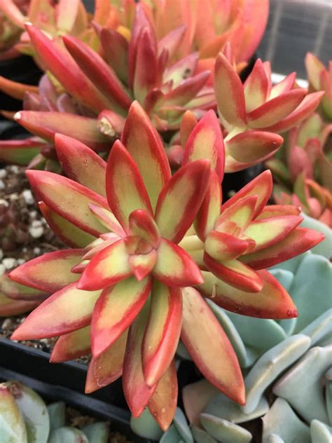 Sedum adolphi 'Firestorm' #sedum #succulentopedia #succulents # ...