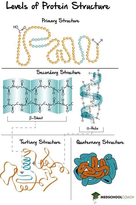 Proteins Structure