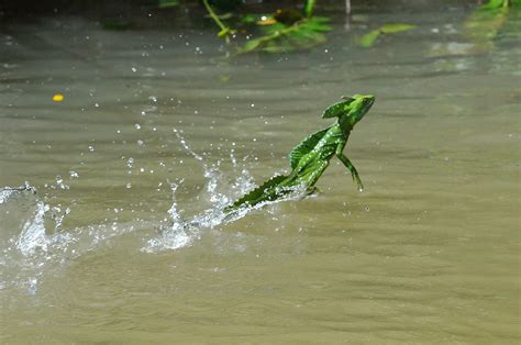 Green Basilsk "Jesus Christ" Lizard Running on Water. Flic… | Flickr