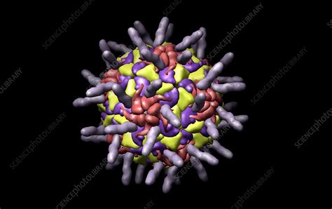 Rhinovirus Under Microscope : Structural Analysis Of Human Rhinovirus Complexed With Icam 1 ...