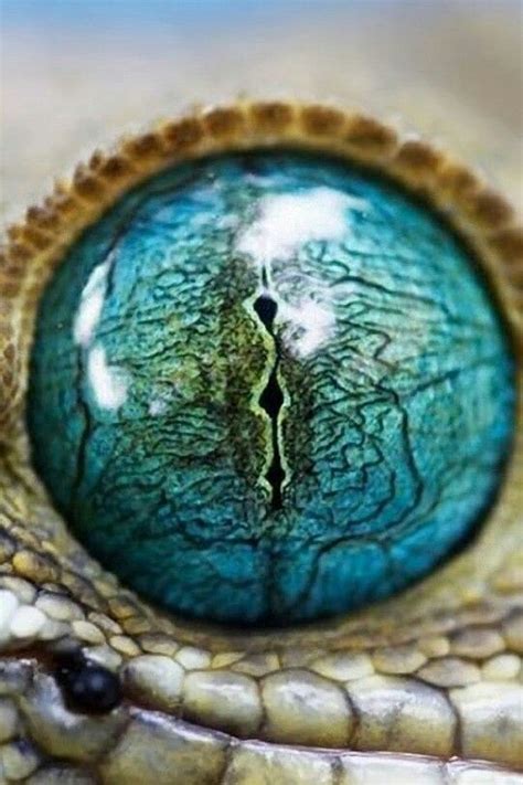 Pin by Susanne on Fauna | Reptile eye, Eye photography, Animal close up