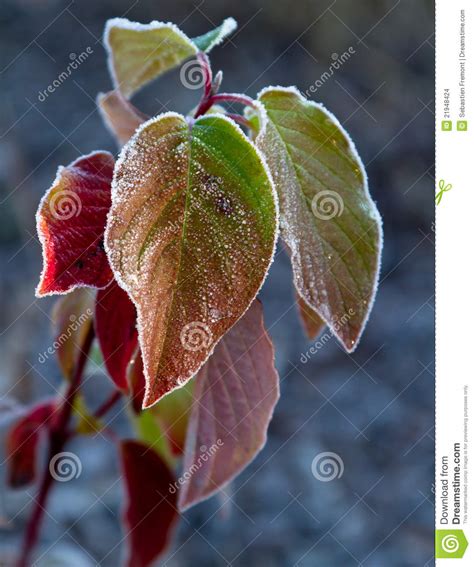 First Frost stock photo. Image of vegetation, frozen - 21948424