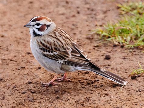 lark-sparrow-scheibel – Nature in Novato