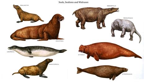 Seals, Sealions, and Walruses. | Prehistoric wildlife, Prehistoric animals, Prehistoric creatures