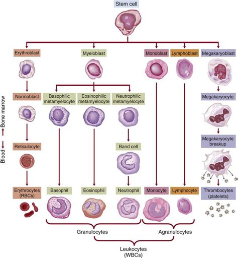 Nursing Assessment: Hematologic System | Nurse Key