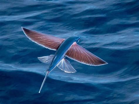 Find out the story of flying fish that will astound you to the core