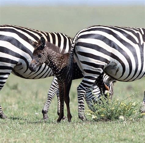 Rare Black Spotted Zebra at masai mara -black spotted zebra at mara