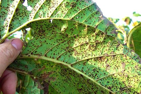 Watch for sunflower diseases - Grainews